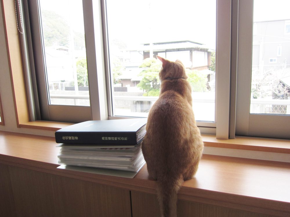 猫が外を眺めている写真