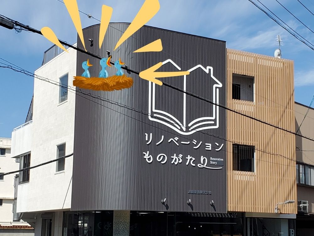 イソヒヨドリの子育て