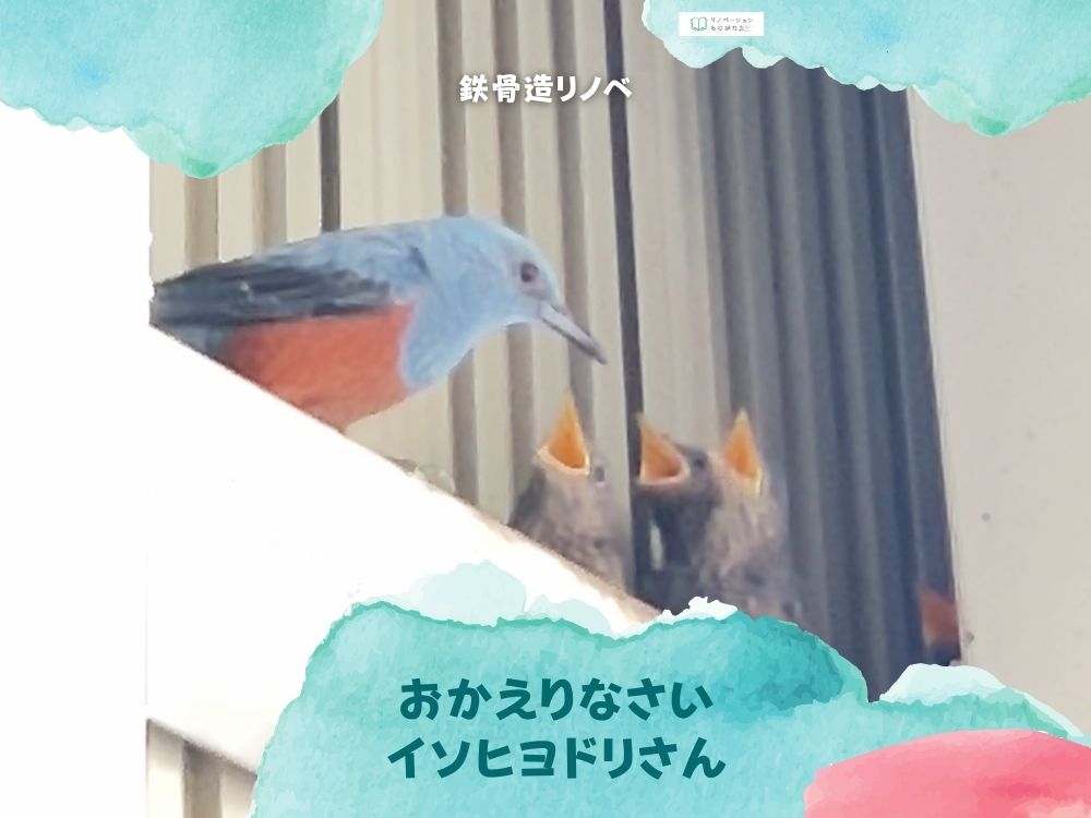 イソヒヨドリの子育て