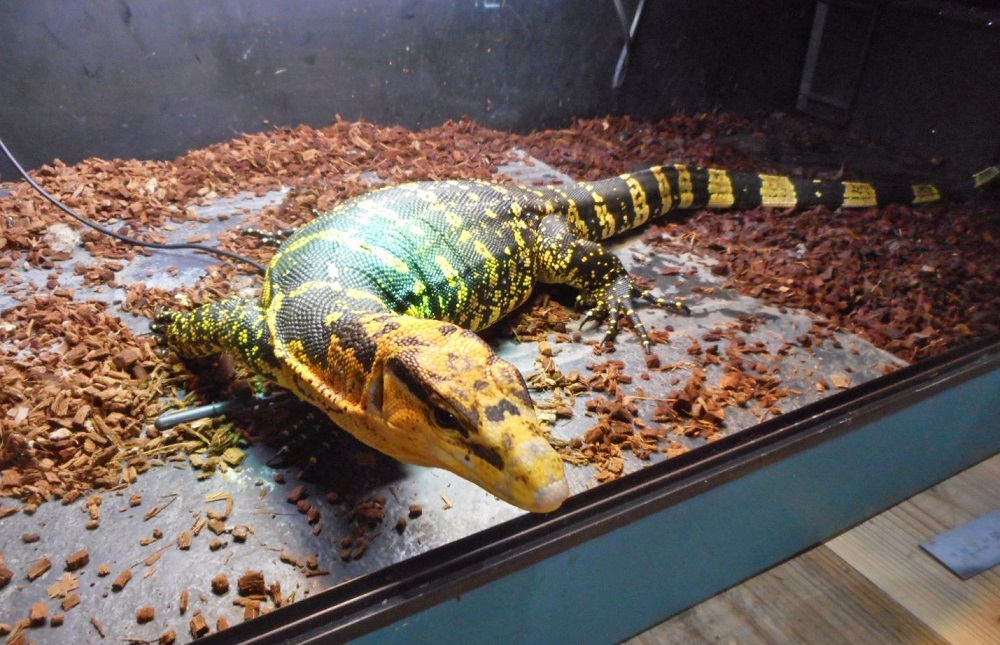 鮮やかな体色のトカゲがこちらを向いている様子