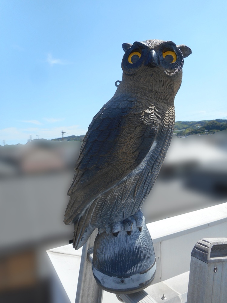 鳥害対策や縁起物として設置されたふくろうの置物。屋根の守り神として人気