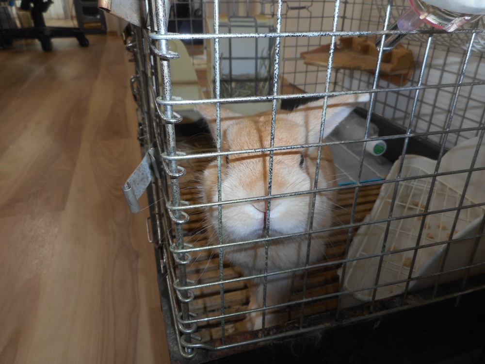 点検中にこちらを見つめるかわいいウサギの様子